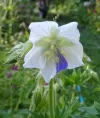 geranium-pratense-striatum